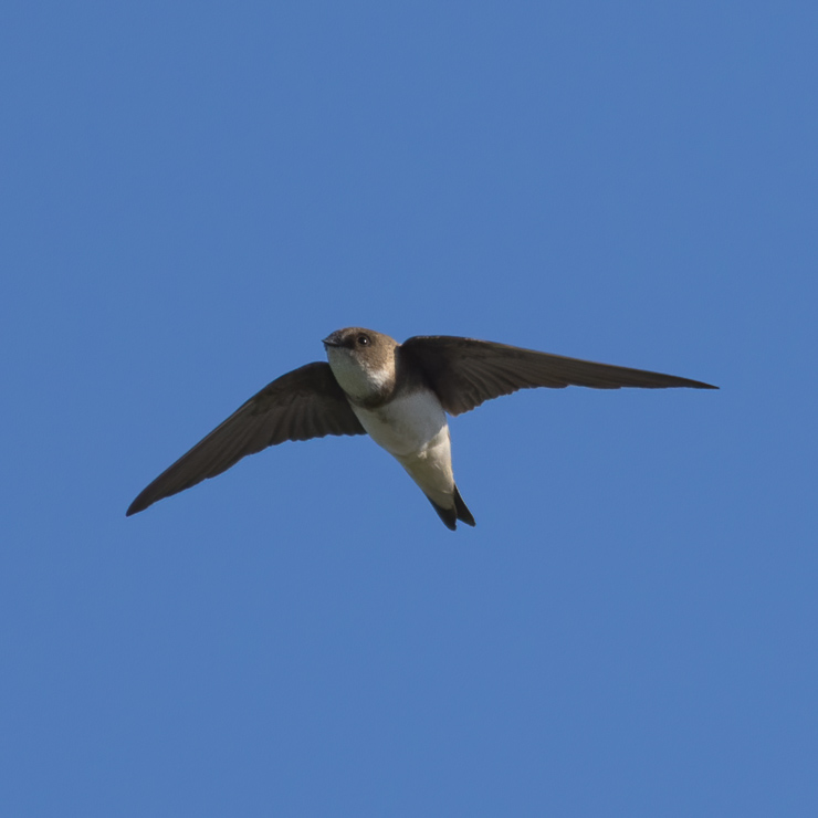 Sand martin