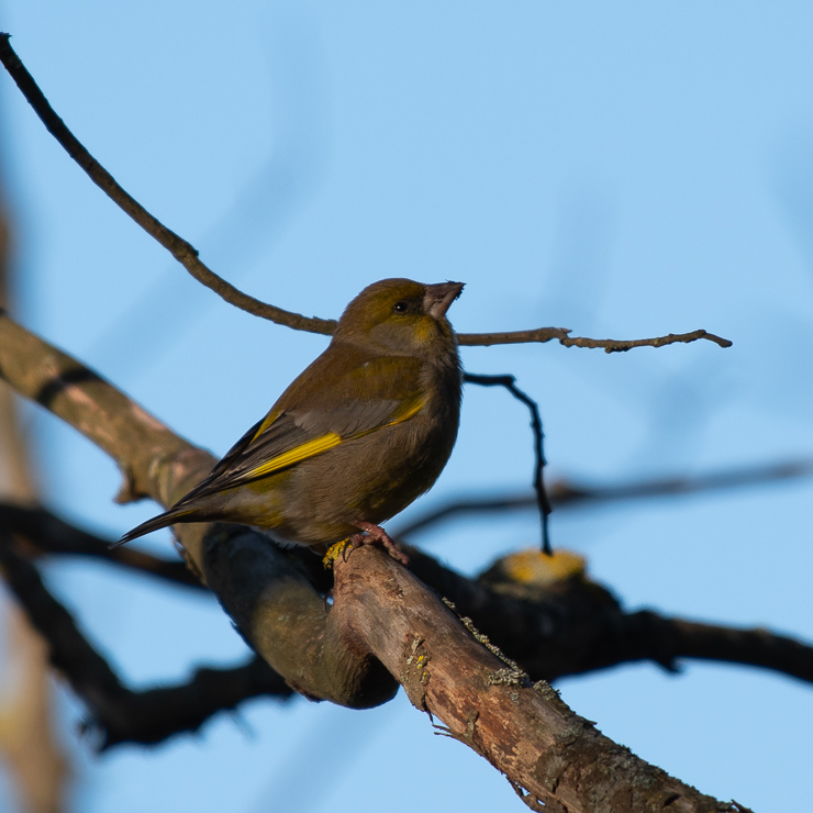 European greenfinch