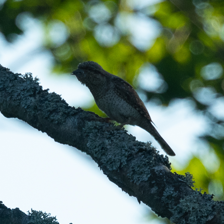 Eurasian wryneck