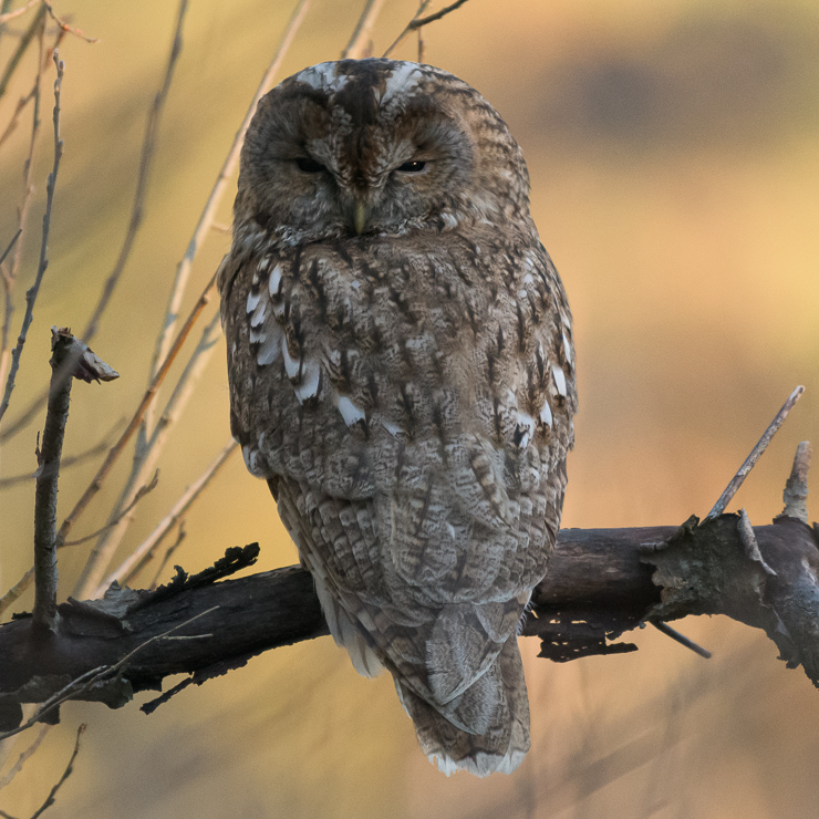 Tawny owl
