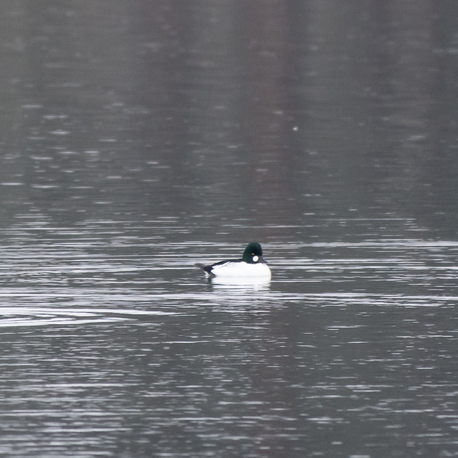 Common goldeneye