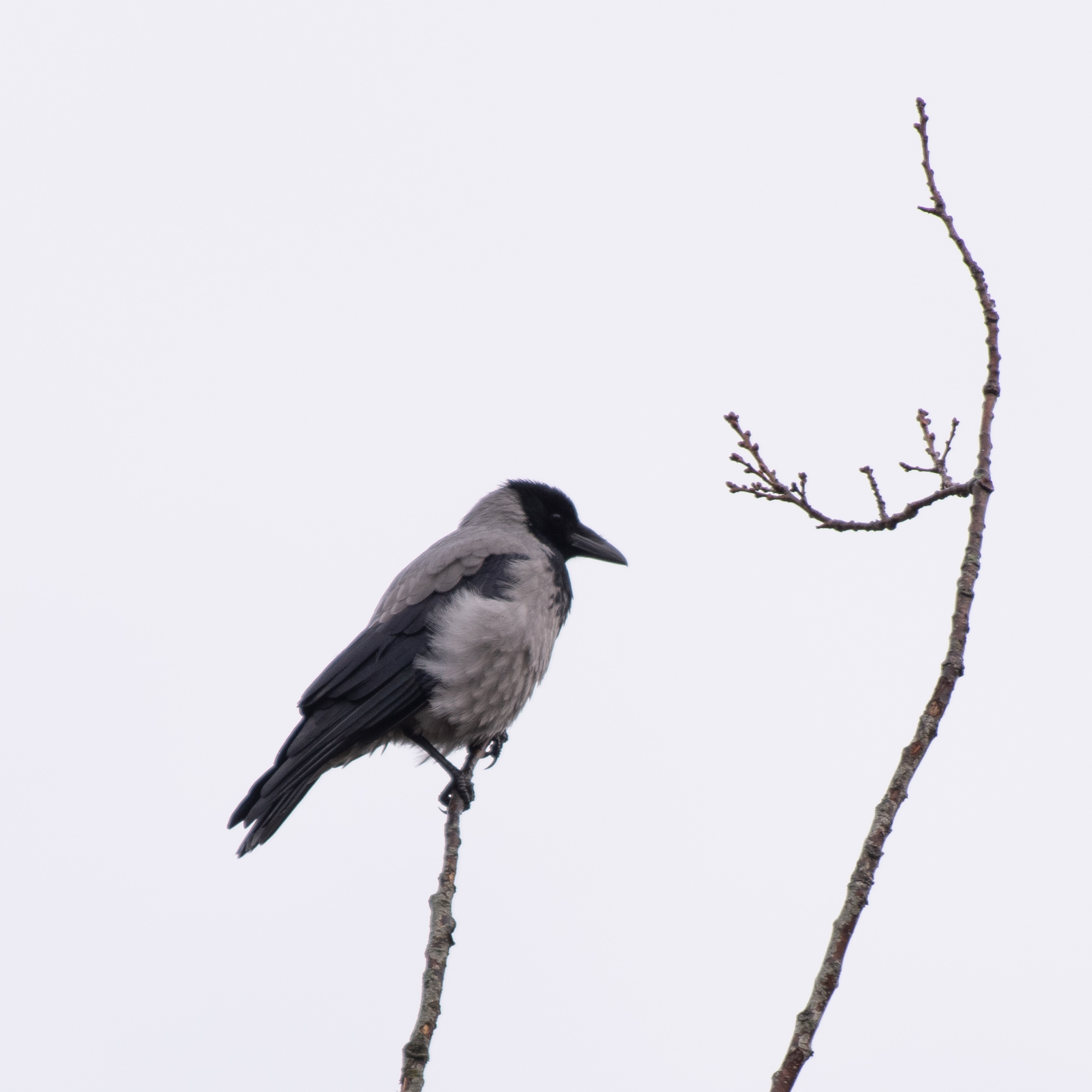 Hooded crow
