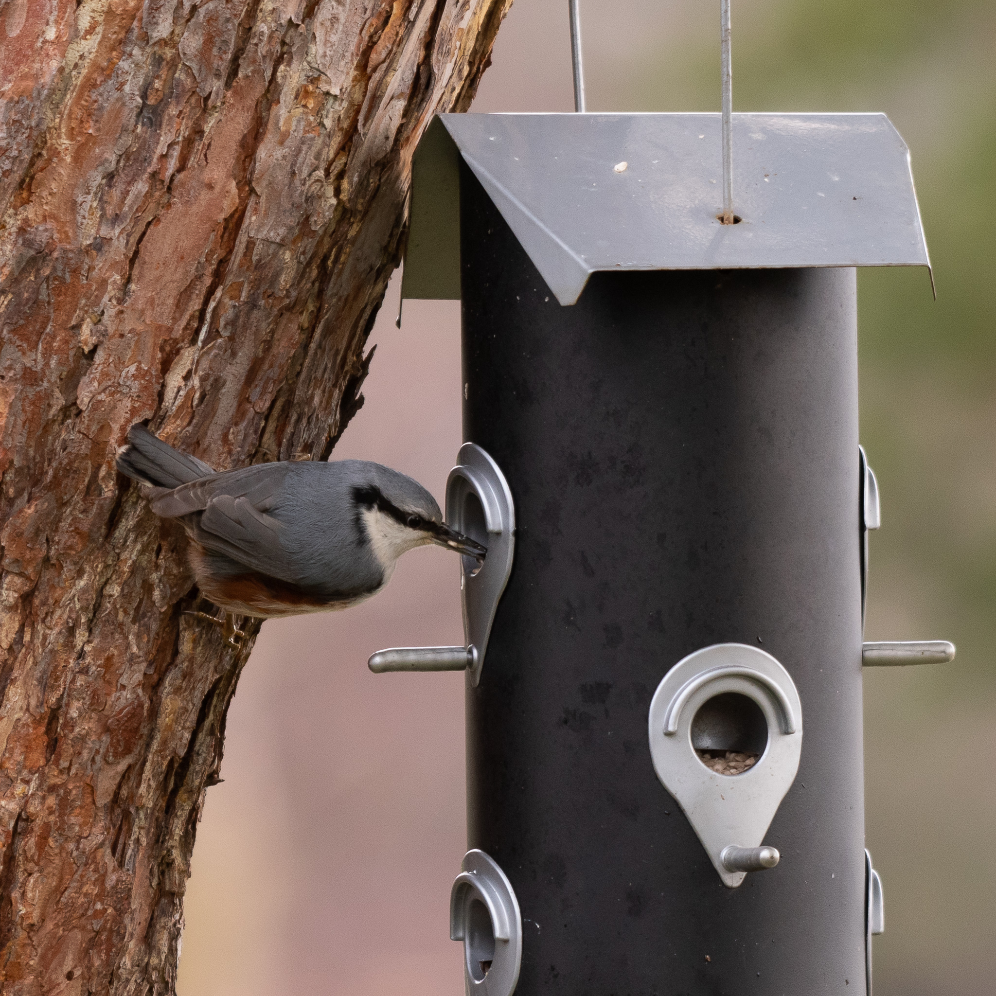 Eurasian nuthatch