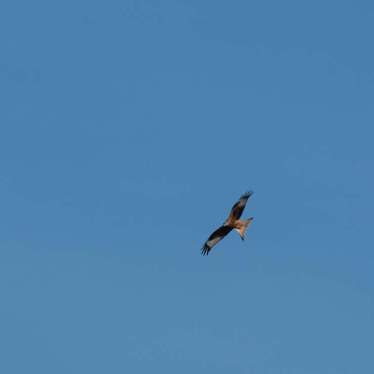 Red kite
