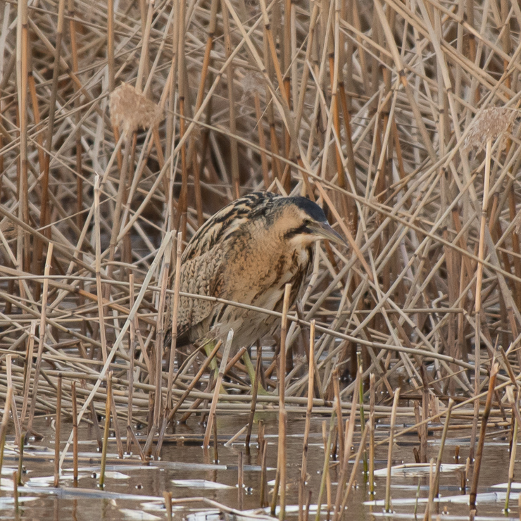 Eurasian bittern
