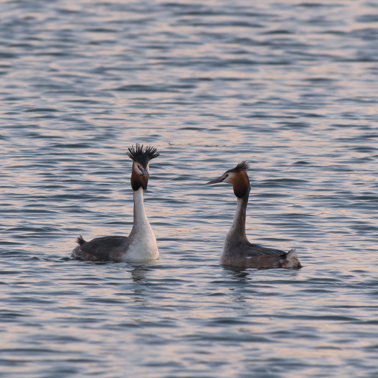 Great crested grebes