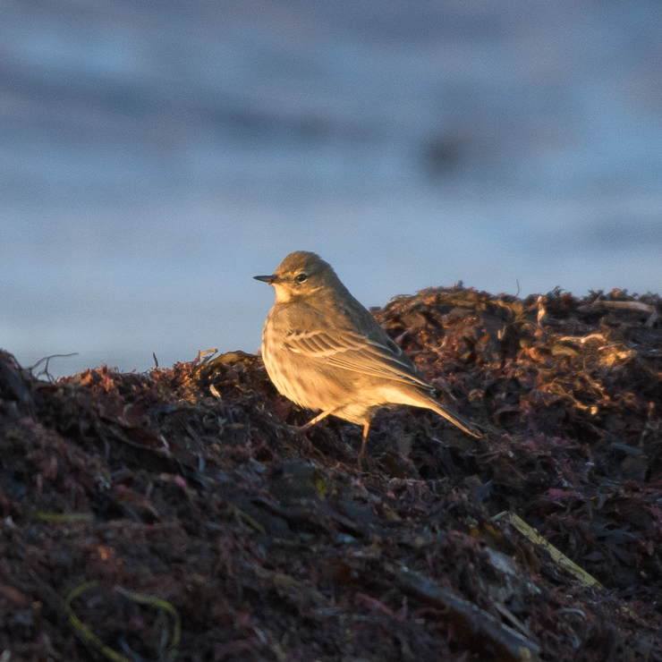 European rock pipit