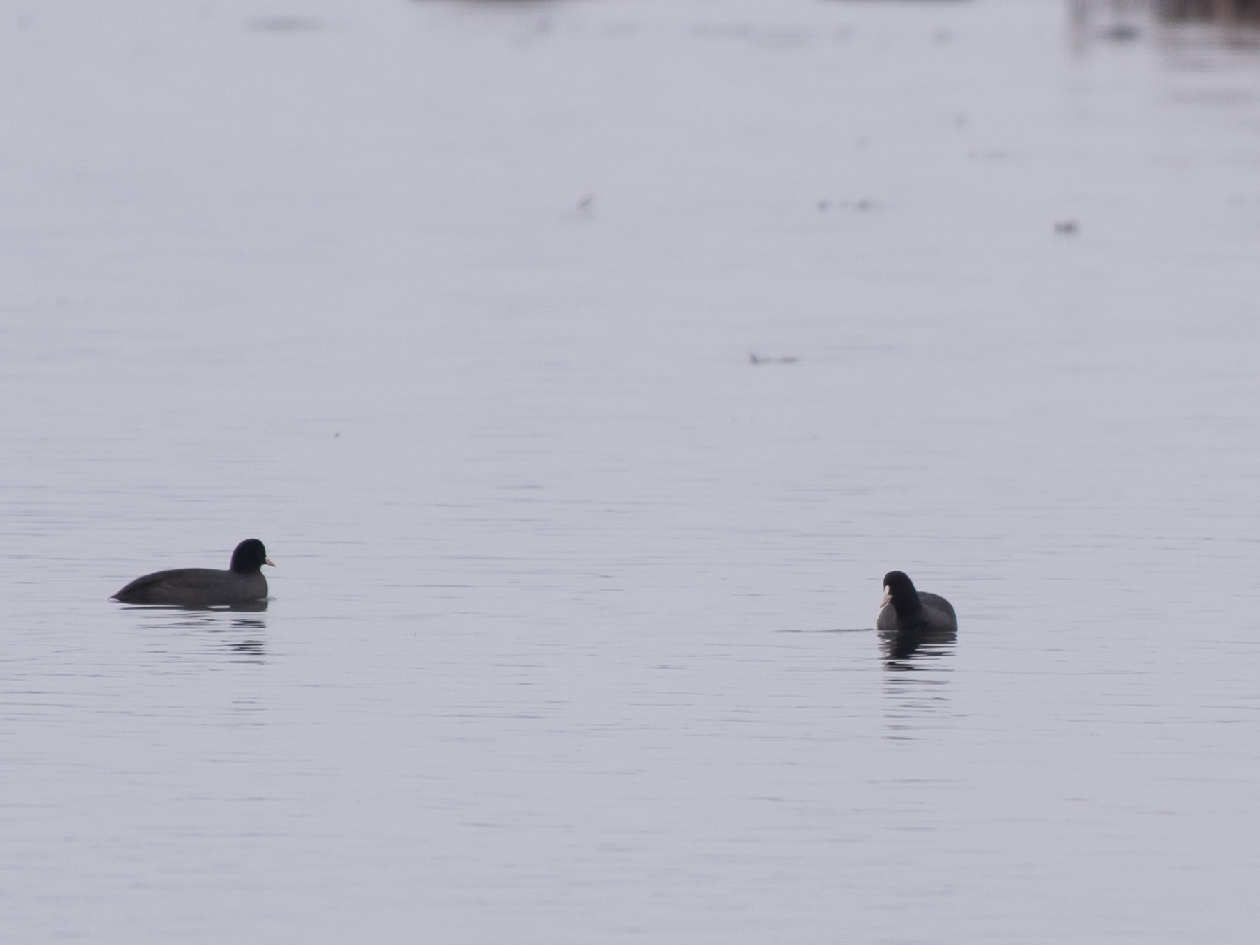 Eurasian coot