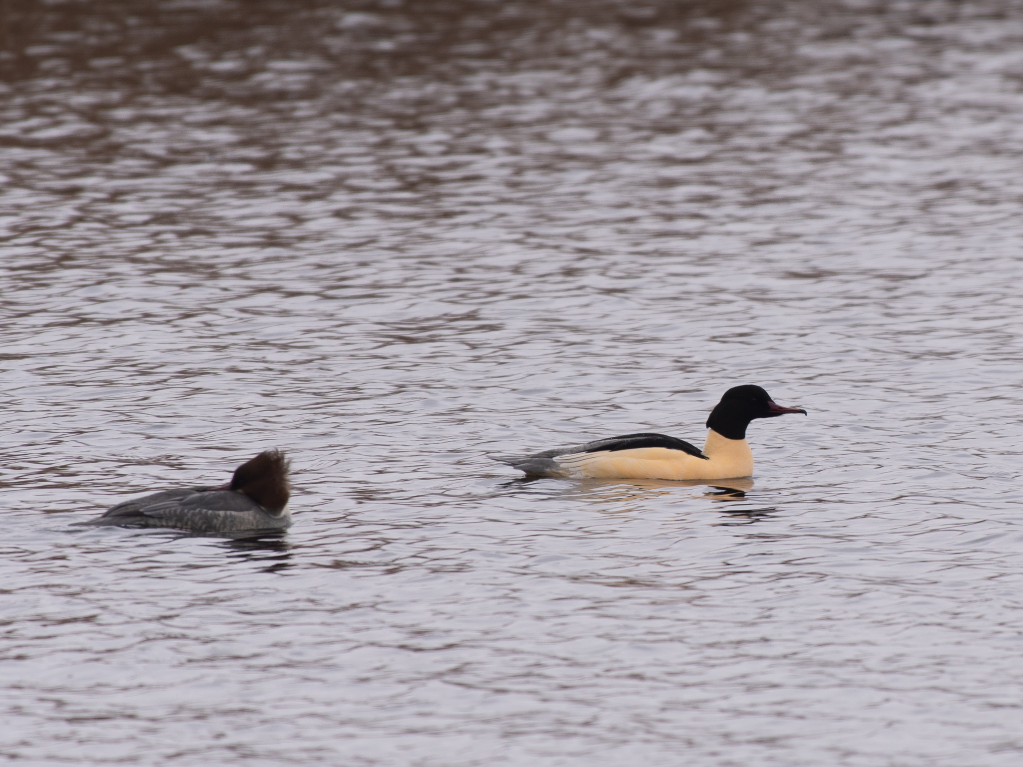 Common merganser