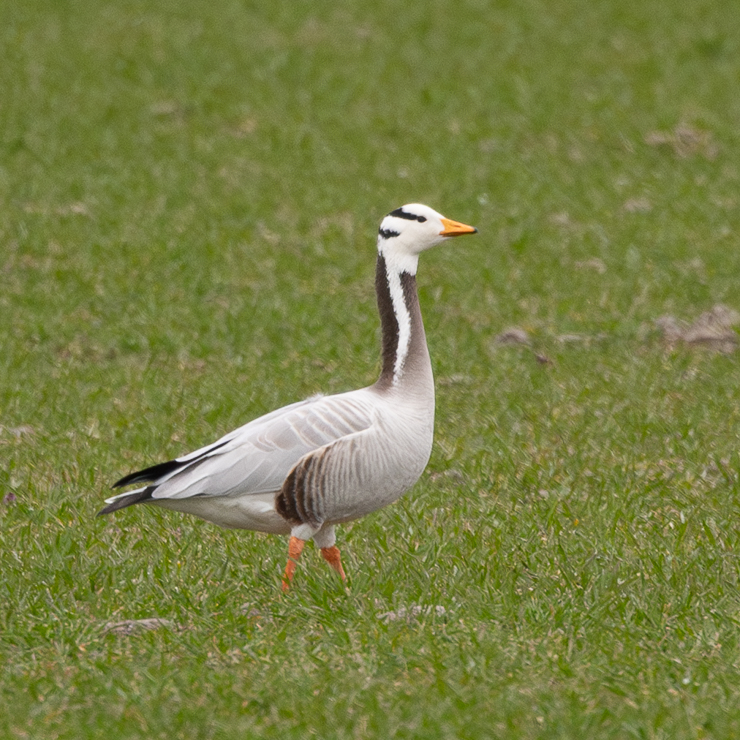Bar-headed goose