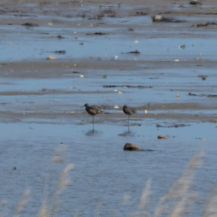 Spotted redshank
