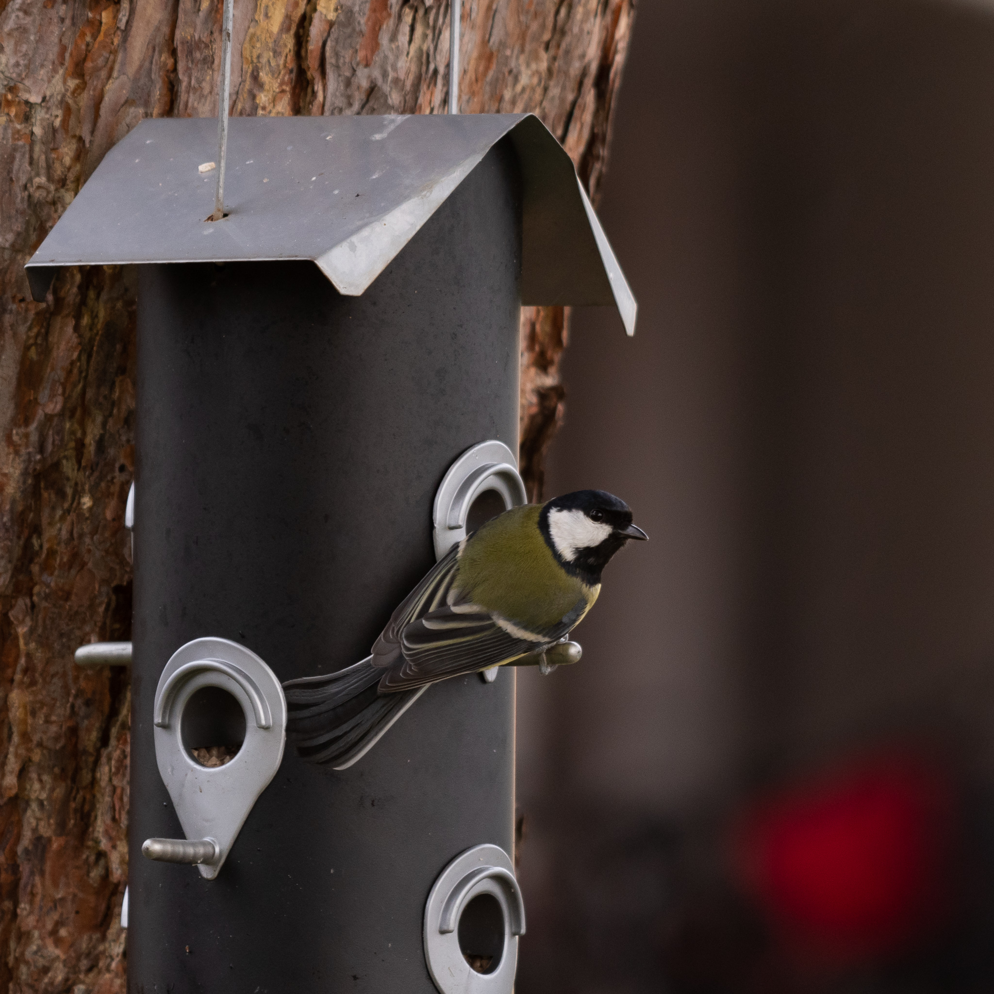 Great tit