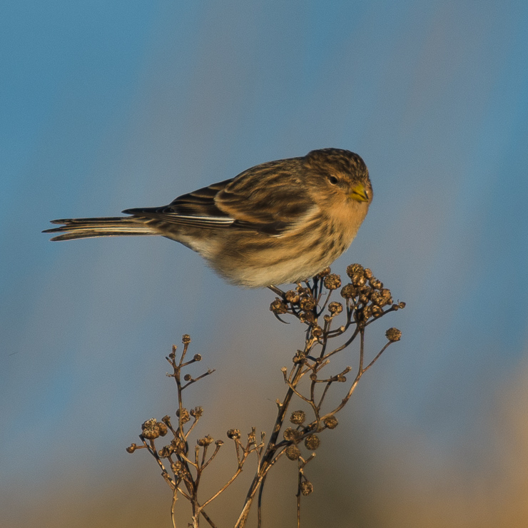 Twite